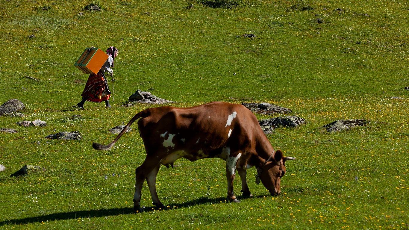 Göç Yayla